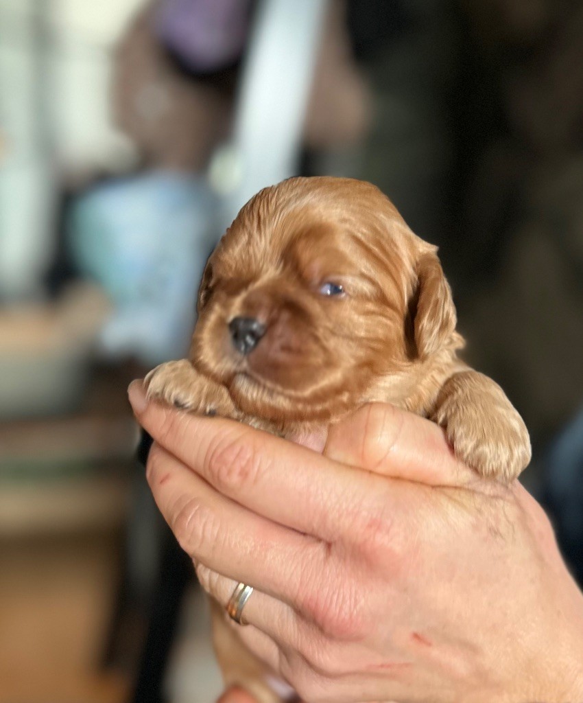 Du Domaine De Kerzalou - Chiot disponible  - Cavalier King Charles Spaniel