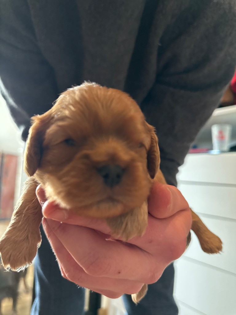 Du Domaine De Kerzalou - Chiot disponible  - Cavalier King Charles Spaniel