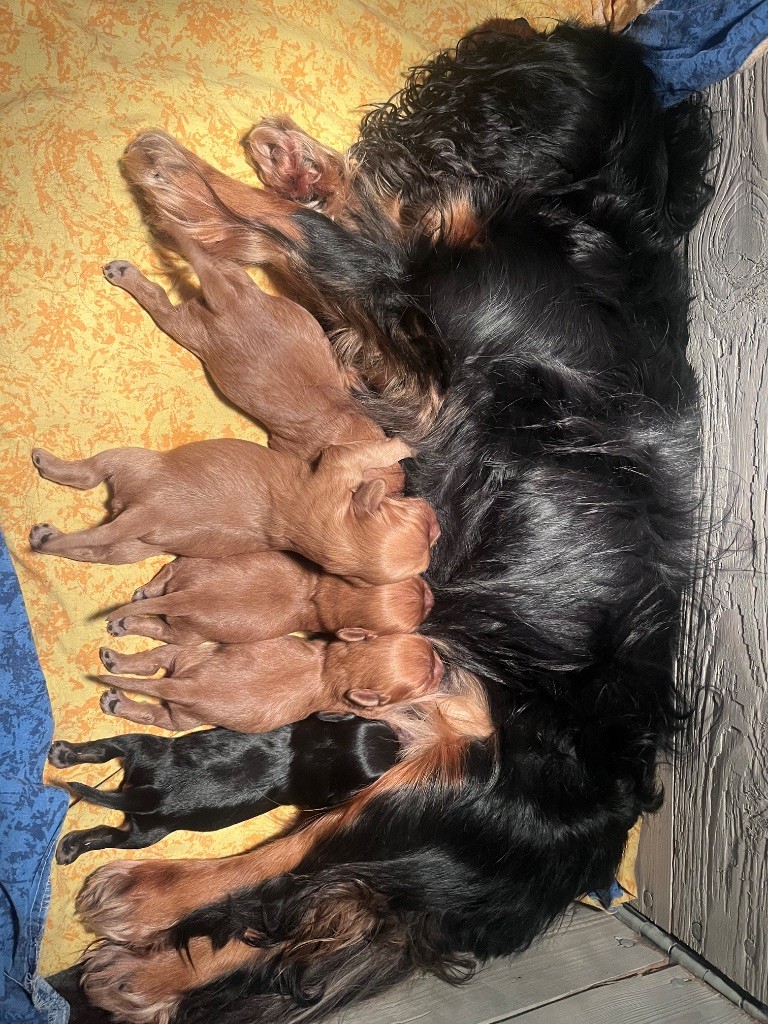 chiot Cavalier King Charles Spaniel Du Domaine De Kerzalou