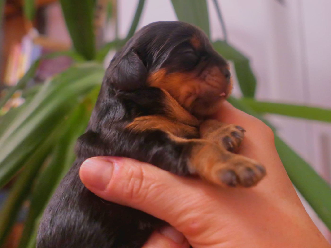 Du Domaine De Kerzalou - Cavalier King Charles Spaniel - Portée née le 08/02/2026