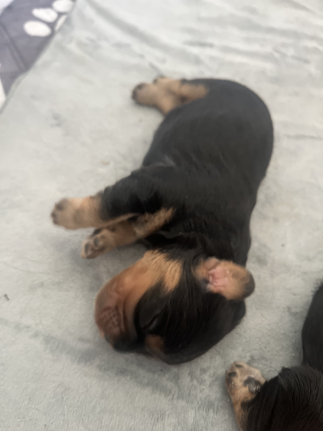 Du Domaine De Kerzalou - Chiots disponibles - Cavalier King Charles Spaniel